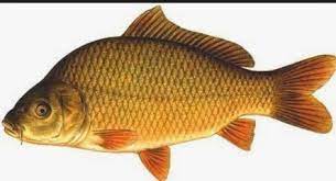 Mimpi mancing dapat ikan tapi terlepas lagi. Erek Erek Ikan Mas Untuk 2d 3d Dan 4d Menurut Buku Mimpi