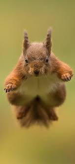Free wallpapers backgrounds for apple iphone 6, 6s, 7 (resolution 750 x 1334 pixels). Squirrel Jumping Blurry Background 1125x2436 Iphone 11 Pro Xs X Wallpaper Background Picture Image