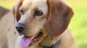 The coat of the labbe is usually short and glossy, and it's usually water resistant. Beagle Labrador Retriever Mix Beagador Facts Puppy Prices More