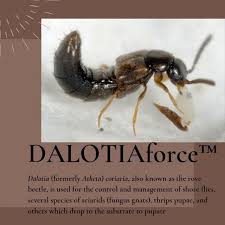 Staphylinidae) and entomopathogenic nematodes (rhabditida: Goodbugs Instagram Posts Photos And Videos Picuki Com