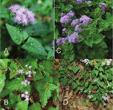 Ageratum Houstonianum Nordmeer Flower J Best Flower Wallpaper