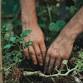 Sowa Rigpa For Garden & Gardener: Summer