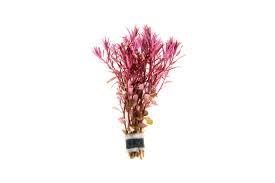 Image result for Rotala submersa