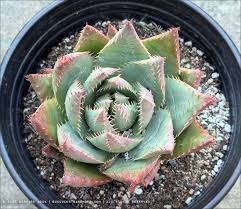 Image result for Aloe aculeata × globuligemma