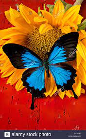 Blue Butterfly On Sunflower On Red Background Stock Photo 19581951 Blue Butterfly Butterfly Painting Butterfly Pictures