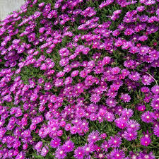 Ice plant grows in dense mats with stems that spread out horizontally over the ground. Delosperma Cooperi Hardy Ice Plant Servescape