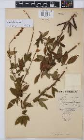 Image result for Rhynchosia kilimandscharica