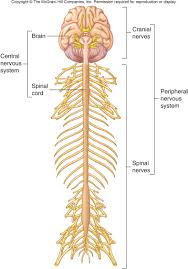 Key terms sensory receptor : Unit 3