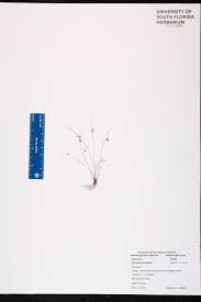 Image result for Lipocarpha micrantha