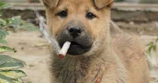 It is not clear whether the increase is due to an actual increase in the number of cases or just improved abilities to diagnose these tumors. Are Dogs Who Live With Smokers More Likely To Get Cancer Psychology Today