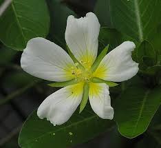 Image result for Ludwigia adscendens