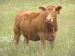 May 25, 2021 · after the origination procedure, the cows are pregnant for about nine months or you can say 38 to 44 weeks. Early Pregnancy Detection Unl Beef