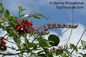 Image result for Erythrina fusca