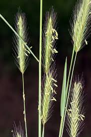Image result for Trachypogon chevalieri