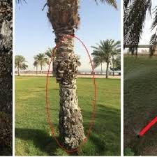 1.brush or clean trunk (just clean easy way) 2.don't need to clean with water 3.after you can go for insecticide. Pdf Deformation Of The Date Palm Tree Trunk In Dammam Metropolitan Area Causes And Consequences