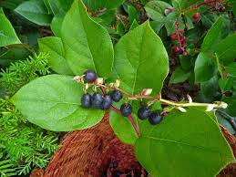Image result for Salacia orientalis