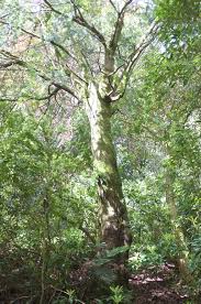 Image result for Afrocarpus falcatus