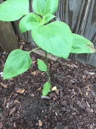 Sunflowers are also an excellent source of food for the wildlife. Sunflower Sunflower Leaf Yellow Brown Spots Puckered Need Help