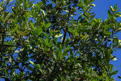 Image result for Diospyros chamaethamnus