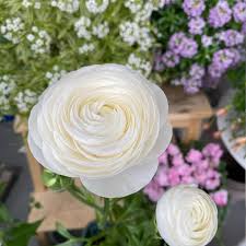 Image result for Ranunculus stagnalis