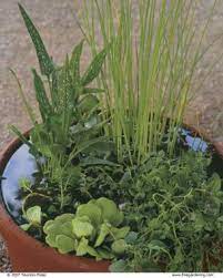 6 air purifying plants that'll grow in water helped by a few drops of liquid fertilizer (every now and then). Make A Big Splash With A Tiny Water Garden Finegardening