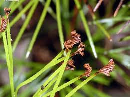 Image result for Schizaea pectinata