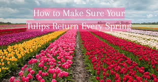 Check spelling or type a new query. How To Make Sure Your Tulips Return Every Spring