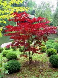 Erables Du Japon Japanese Garden Plants Landscape Trees