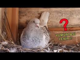 Percemli Guvercinim Yuvadan Dusen Guvercin Buyudu Youtube