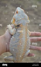 Image result for Pogonarthria refracta