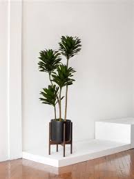 Image result for dracaena