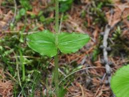 Image result for Nesaea cordata