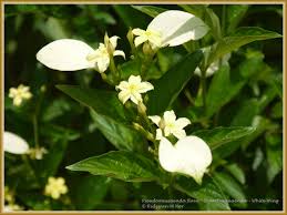 Image result for Pseudomussaenda