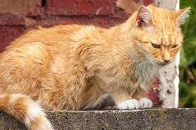 But when we see cancer in cats, it tends to so all of those are just a smattering here and there. Stomach And Intestinal Ulcers In Cats Symptoms Causes Diagnosis Treatment Recovery Management Cost