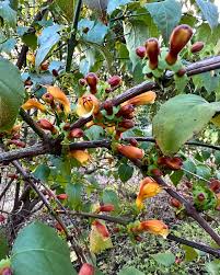 Image result for Halleria lucida