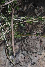 Image result for Periploca linearifolia