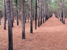 Compare homeowner reviews from 9 top alpharetta sod install services. Perimeter Pine Straw In The City Alpharetta
