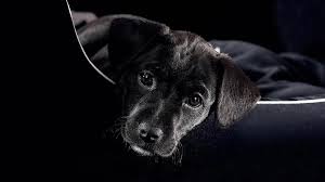 Free for commercial use no attribution required high quality images. Black Puppy Cute Background For Wallpaper Animals Wallpaper Better