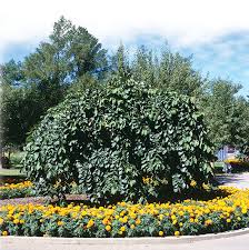 Image result for Duosperma glabratum