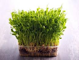 How to start a microgreen garden. Guide To Growing Your Own Microgreens Jobe S Company
