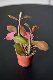 Image result for Euphorbia grantii