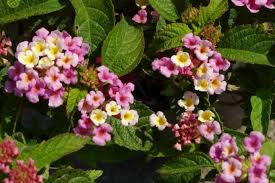 Image result for Lantana camara