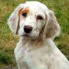 English setter puppies for sale canada. Https Encrypted Tbn0 Gstatic Com Images Q Tbn And9gcsj K0ed Dlmte Wvc7snhloazkgbhgz43jw6fygmasbrwbb Dh Usqp Cau