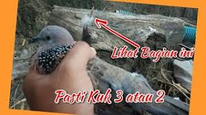 Tekukur/derkuku betina juga bisa manggung. Ciri Derkuku Kuk 3 Cara Memilih Derkuku Kuk 2 Dan 3 Youtube