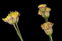 Image result for Nolletia zambesica