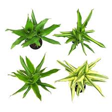 Image result for Dracaena steudneri