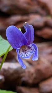 Image result for Landolphia violacea