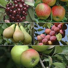 Monitoring and assessing the nutrient needs of the orchard. Set Of 5 Fruit Tree Orchard Collection Bare Root Witt International