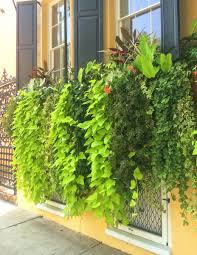 The utmost care and attention is given to your order to ensure that it is as similar as possible to the requested item. Sweet Potato Vines The Best Spillers Ever Southern Living