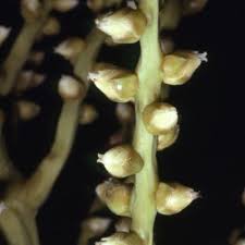 Image result for Centemopsis filiformis